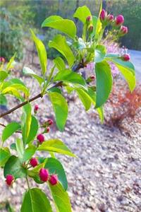 Flowering Tree Flower Buds Branch Journal