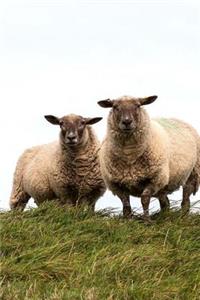 Sheepish Sheep Notebook