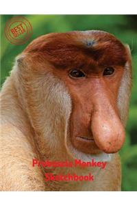 Proboscis Monkey Sketchbook