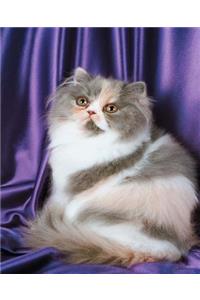 School Composition Book Fluffy Kitty Cat Photo 130 Pages