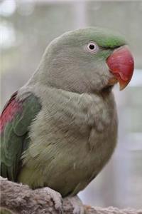 My Alexandrine Parakeet Notebook