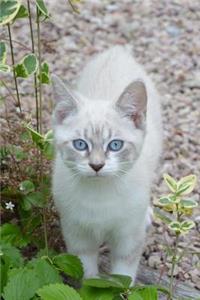 Pretty Blue-Eyed Kitty Cat Journal