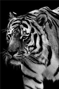 Tall and Proud Tiger in Black and White Journal