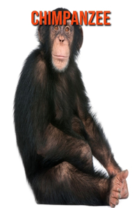 Chimpanzee