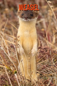 Weasel