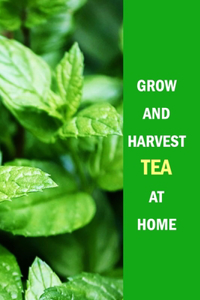 Grow and Harvest Tea at Home