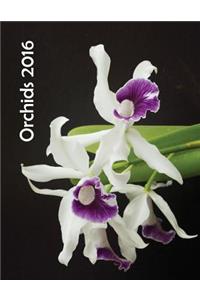 Orchids 2016