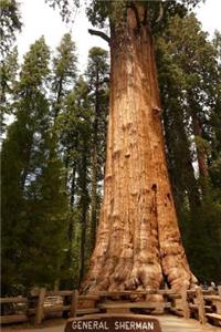 General Sherman The Giant Sequoia Tree in California Journal