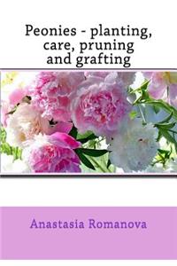 Peonies - planting, care, pruning and grafting