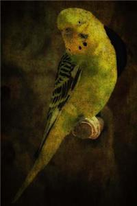 Yellow Parakeet