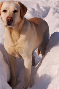 So Cute Yellow Labrador Retriever in the Snow Pet Journal