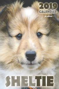 Sheltie 2019 Calendar (UK Edition)