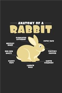 Anatomy of a rabbit