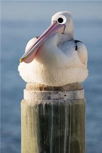 Googly Eye Pelican Journal