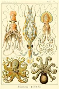 Haeckel Squid Octopus Marine Biology