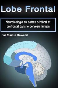 Lobe Frontal: Neurobiologie Du Cortex CÃ©rÃ©bral Et PrÃ©frontal Dans Le Cerveau Humain