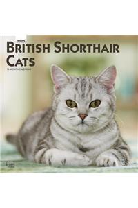 British Shorthair Cats 2020 Square Btuk