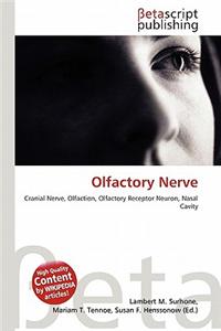 Olfactory Nerve