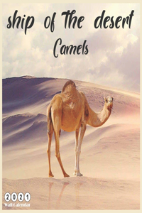 2021 Camels