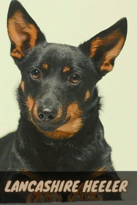Lancashire Heeler