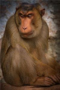 Grumpy Chunky Barbary Macaque Monkey Journal