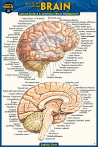 Anatomy of the Brain (Pocket-Sized Edition - 4x6 Inches)