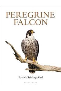 Peregrine Falcon