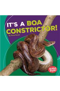 It's a Boa Constrictor!