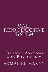 Male Reproductive System
