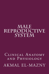 Male Reproductive System