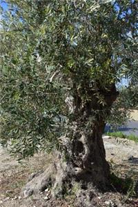 An Old Olive Tree on Pag Island Croatia Journal