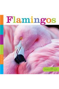 Flamingos