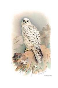Greenland Gyrfalcon Composition Notebook
