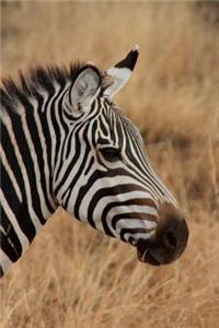 Side Profile Of a Wild Zebra in Africa Journal