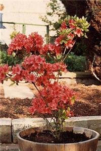 Rhododendron Azalea Blooming in a Pot Journal