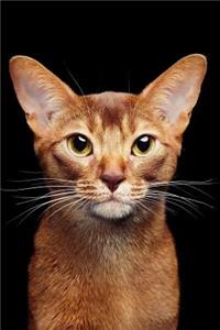 Abyssinian