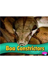 Boa Constrictors