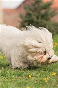 Coton de Tulear Notebook & Journal. Productivity Work Planner & Idea Notepad: Brainstorm Thoughts, Self Discovery, to Do List