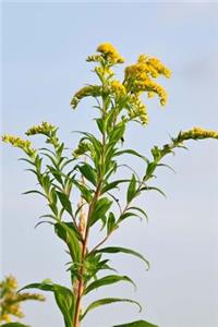 Nebraska State Flower - Goldenrod Journal