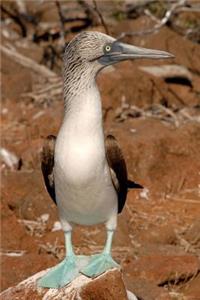 Blue-Footed Booby Bird on Galapagos Islands Journal: 150 Page Lined Notebook/Diary