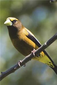 Evening Grosbeak Bird Perched on a Branch Journal: 150 Page Lined Notebook/Diary: 150 Page Lined Notebook/Diary