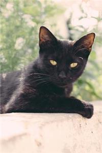 Black Cat Green Eyes