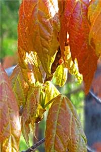 Pretty Spring Leaves Backlit Journal