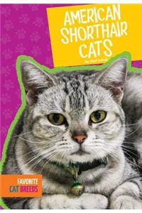 American Shorthair Cats