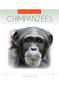 Chimpanzees