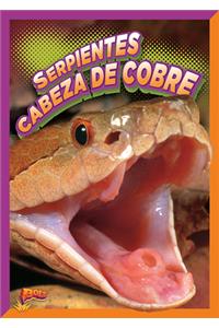 Serpientes Cabeza de Cobre