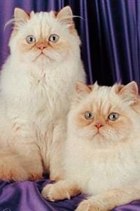 2020 Daily Planner Two White Cats Photo 388 Pages