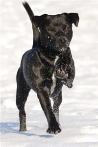 Patterdale Terrier Running in the Snow Journal