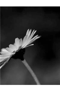 Margaret Flower Pretty Colours Pink Red Green Blue Orange Yellow Brown