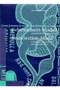Gehirnschnitt-Modell/Brain Section Model